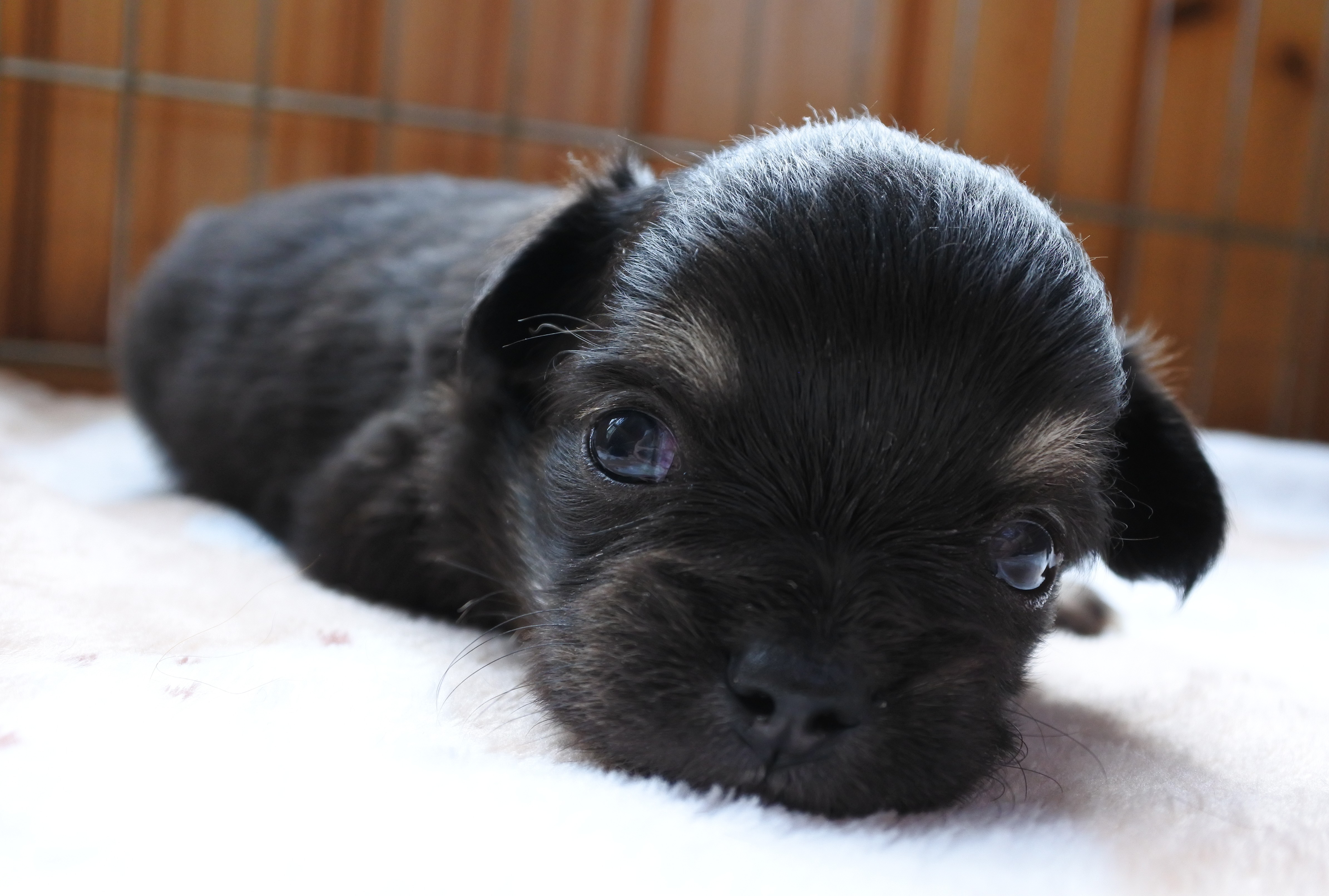 チワワ ブラックタンホワイト 仔犬 ドッグハウスすえなが 福岡県糸島市の ペットホテル レクリエーション トリミングサロン