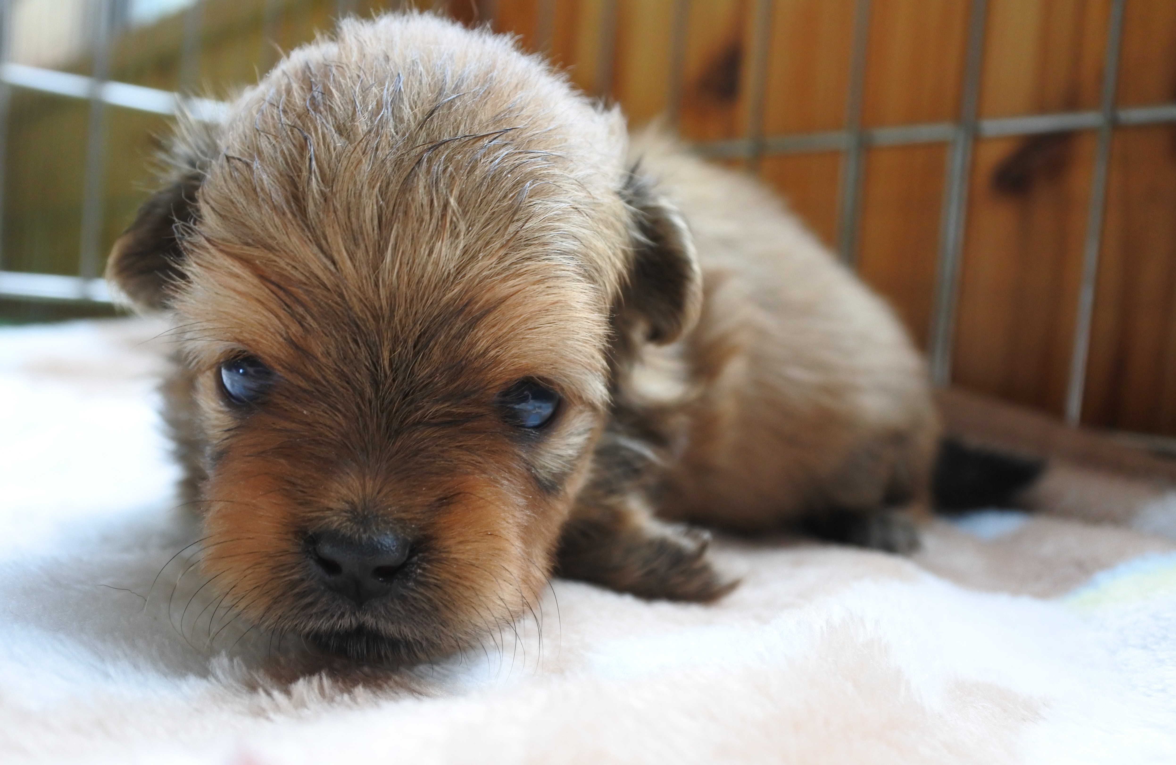 ポメラニアン オレンジ 仔犬 ドッグハウスすえなが 福岡県糸島市の ペットホテル レクリエーション トリミングサロン