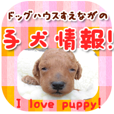 子犬情報！