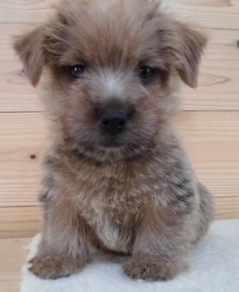 ノーフォークテリア② 子犬情報 ドッグハウスすえなが 福岡県糸島市の ペットホテル＆レクリエーション＆トリミングサロン